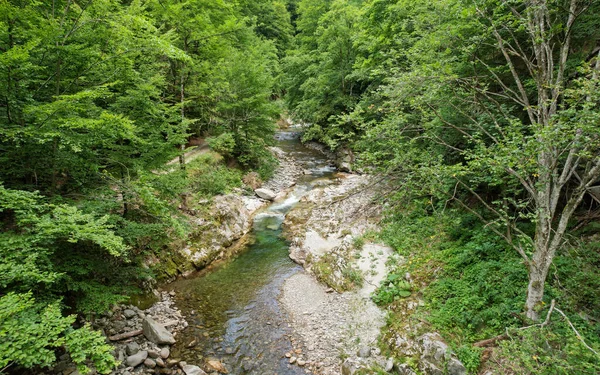 Drone view from tree crown level above a mountain river flowing through a stony watercourse. The valley winds along wild beech forests. Carpathia, Romania