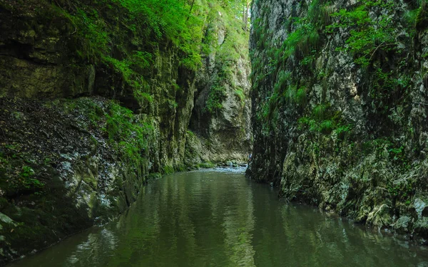 Dikey taş duvarlar ve keskin kayalıklarla daraltılmış bir kanyondan akan bir nehir. Yeşil yosun vadilerde büyüyor. Ramet vadileri, Carpathia, Romanya.