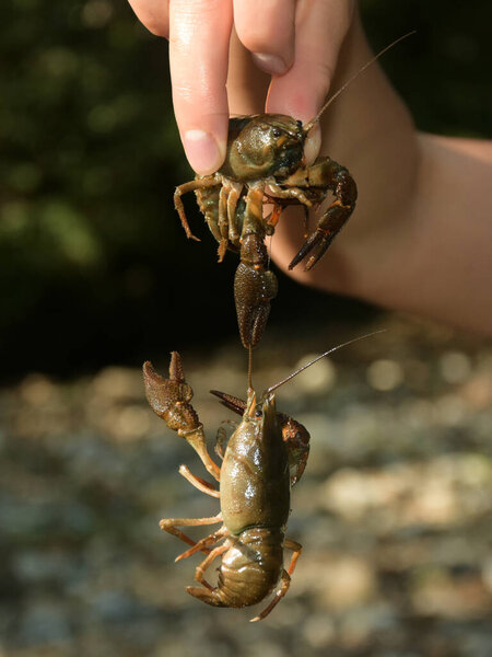 Close-up of  two European crayfish, caught in a mountain creek, being hold in a hand. 