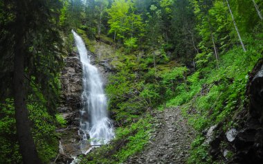Scorusu waterfall flowing out of the spruce forest on a vertical cliff. Coniferous forests grow along the mountain river. Rainy day. Capatanii Mountains, Carpathians, Romania.
