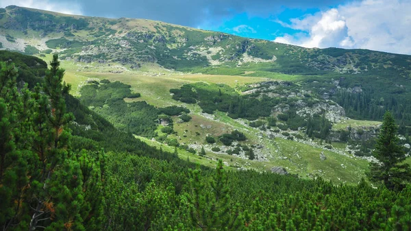 Parang Dağları 'nın dağlarında yetişen ardıç ağaçları. Alp ikliminde yetişen yüksek irtifada bol miktarda bitki örtüsü bulundu. Arka planda dağların tepeleri beliriyor. Romanya