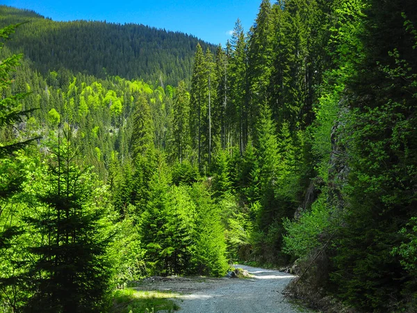 A gravel road winding through green coniferous trees and wild forests. The vegetation is blooming. Summer season. A mountain peak rises in the background. Carpathia, Romania.