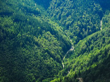 Aerial drone view of a watercourse winding through wild mixed beech and coniferous forests. The clouds cast their shadow over the wilderness. Capatanii mountains, Carpathia, Romania.
