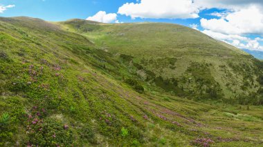 Pink Rhododendron flowers blooming on alpine field in Carpathian Mountains during springtime. On the alpine pasture mountain pine trees also grow. Romania.
