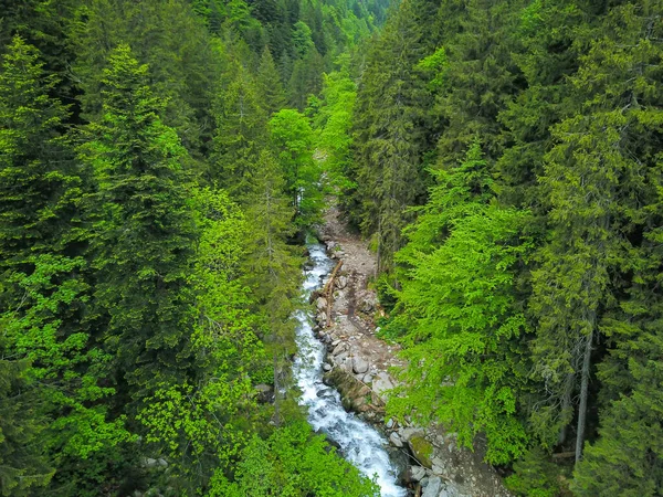 空中无人驾驶飞机在Sambata河上方的垂直全景 流经一片混交林 山毛榉的森林盛开 罗马尼亚喀尔巴阡山 — 图库照片