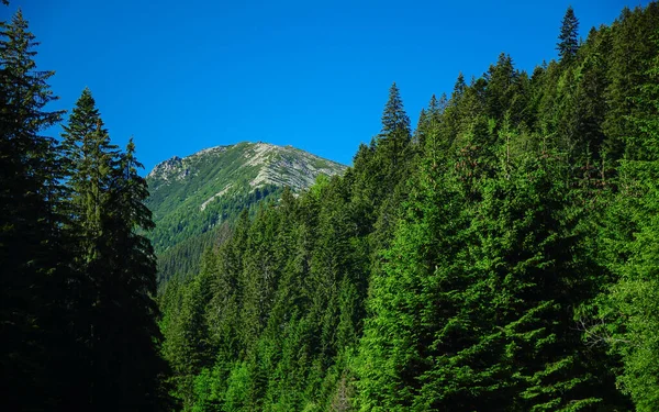 Green Alpine Mountainsummit Rising Dense Wild Fir Spruce Forests Summer — 图库照片