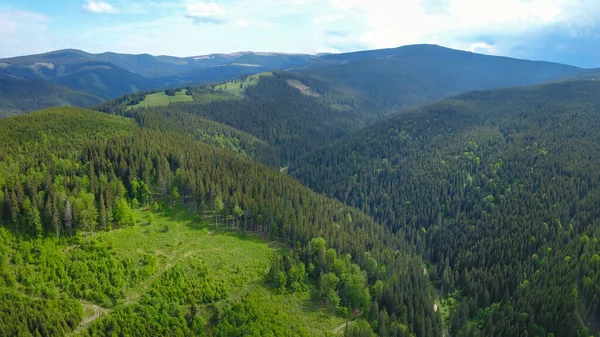 在灰山的林地上方俯瞰着无人机 一个针叶树种植园取代了一个老的森林开采区 野外的林地将会再生 罗马尼亚喀尔巴阡山 — 图库照片