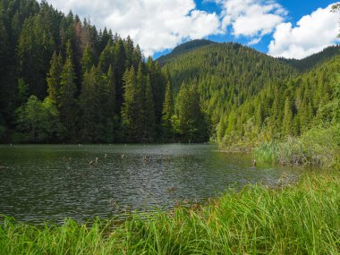 Gölün sularından çıkan ağaç gövdeleri. Bataklıklar kıyıda ve lüks otlar yetişiyor. Carpathia, Romanya.