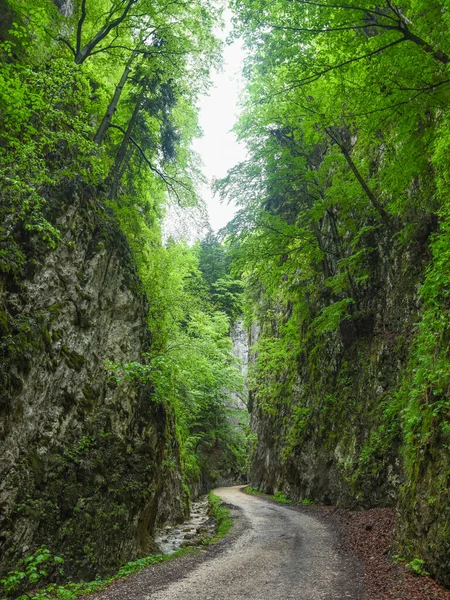 Keskin taş duvarlardan geçen toprak bir yol. Geçitler Zarnesti geçitlerinde yer alıyor. Aşınmış dağların kenarları küçük bir dereyle kaplıdır ve yosun ile kaplıdır. Carpathia, Romanya.
