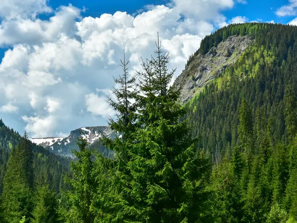 高山雪峰耸立在巨大的针叶林之上 但山上仍有雪 罗马尼亚喀尔巴阡山 — 图库照片