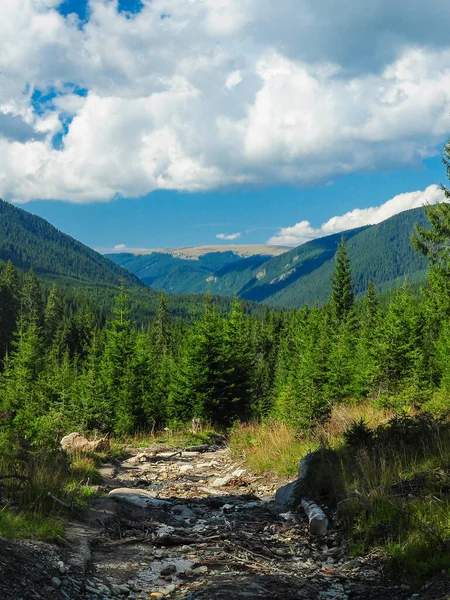 一条蜿蜒穿过茂密针叶林的石子路的纵横全景 在巨大的山脊下 罗马尼亚喀尔巴阡山脉 — 图库照片