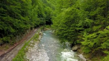 Bir dağ deresinin üzerinde insansız hava aracı uçurmak. Nehir bir kayın ağacı ormanının içinden akar. İlkbahar, Karpatya, Romanya.