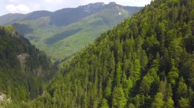 Ormandaki bir dağ yamacının üzerinde uçmak Tarnovu 'nun tepesindeki kayalık tepeyi ortaya çıkarıyor. Bulutlu bir yaz günü, dağ yamaçlarında büyüyen kayın ormanlarının üzerine bulut gölgeleri çöker. Carpathia, Romanya.