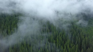 Çam ağaçları arasındaki sisin hava videosu. Bulutlar buharlaşıyor. Bulutlar arasındaki yağmurlu bir günde Lotru Dağları 'nın yoğun ve vahşi çam ormanlarının üzerinde insansız hava aracı uçuşu. Carpathia, Romanya 