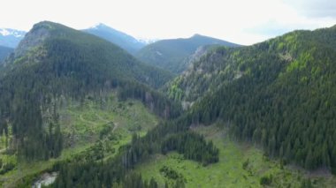 4k Drone 'un orman istismarı alanı üzerindeki görüntüsü. Dağ yamaçlarında yetişen kozalaklı ormanların bir kısmı kesildi ve boş çayırlara küçük tohumlar ekildi. Carpathia, Romanya.