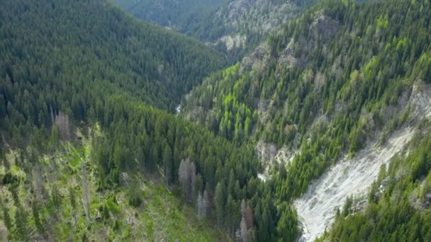Vista Drones Sobre Sitio Explotación Forestal Parte Los Bosques Coníferas — Vídeo de stock