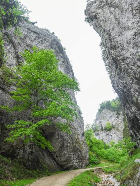 Keskin taş duvarlardan geçen toprak bir yol. Geçitler Zarnesti geçitlerinde yer alıyor. Aşınmış dağların kenarları küçük bir dere tarafından geçildi. Carpathia, Romanya.