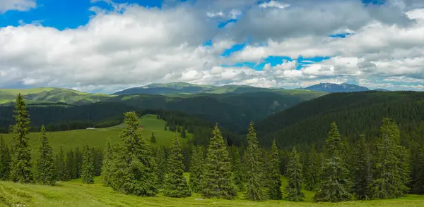 Capatanii山脉的高山草甸 野生针叶林生长在山坡上 几座山峰耸立在地平线之上 罗马尼亚喀尔巴阡山 — 图库照片