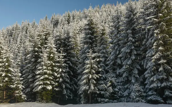 Forêts Épinettes Gelées Enneigées Hiver Une Épaisse Couche Neige Recouvre — Photo
