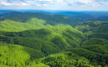 Ormanlık bir tepenin üstündeki hava aracı görüntüsü. Vahşi kayın ormanı bahar mevsiminin gelmesinden dolayı parlak yeşil renkte patlar. Güneş ışığı bulut gölgelerinde belirir. Carpathia, Romanya