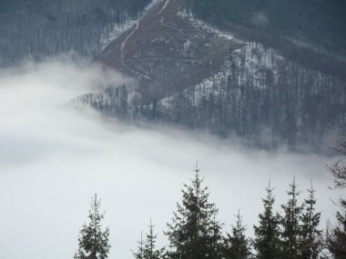 Yoğun bulut katmanının üzerinde duran karlı dağ tepesi ve ormanı kaplayan sis. Kereste sahası, Parang Dağları, Carpathia, Romanya 'da ormansız bir bölge olduğu için. 