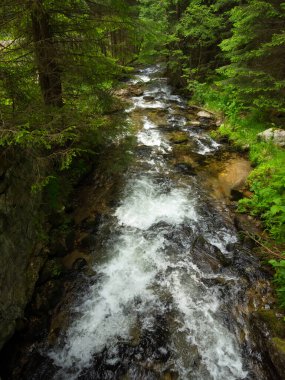 Kara kozalaklı bir ormanın içinden kayalık bir nehir yatağında akan bir dağ nehri. Yaz zamanı, ladin ağaçları parlak yeşildirler. Carpathia, Romanya