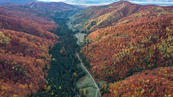 Sonbahar mevsiminde karışık ormanları olan bir vadinin yukarısındaki hava aracı panoraması. Orman renkli yapraklarla dolup taşıyor. Yol boyunca ağaçların altından küçük bir dere akıyor. Carpathia, Romanya.