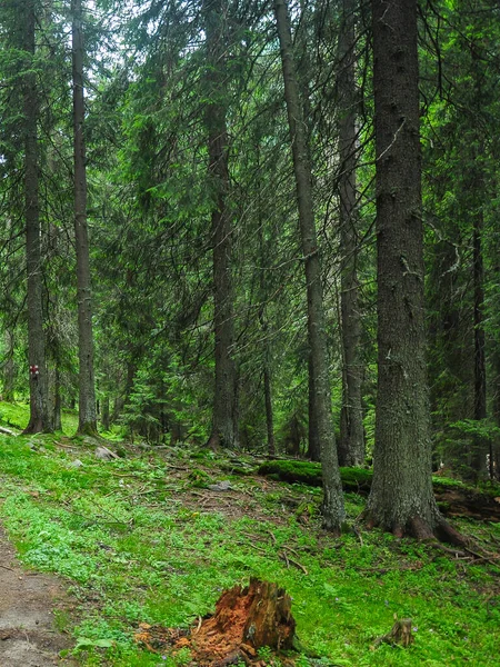 Vahşi bir orman boyunca uzanan bir yol yolu. Bahar mevsimi, bitki örtüsü boldur. Parang Dağları, Karpatya, Romanya. 
