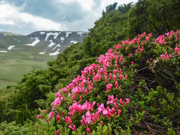 Pembe rhododendron çiçekleri Karpat Dağları 'nın dağlık dağlarında ardıç çalılarının yanında çiçek açıyor. Bahar mevsimi, kar hala zirveyi kaplıyor. Yağmurlu bir atmosfer. Romanya.