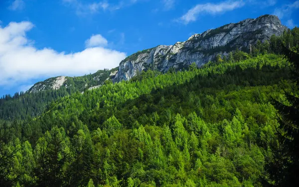 塔尔诺夫山峰耸立在蓝天云杉林之上 腐蚀的顶点是由钙质层形成的 罗马尼亚喀尔巴阡山 — 图库照片