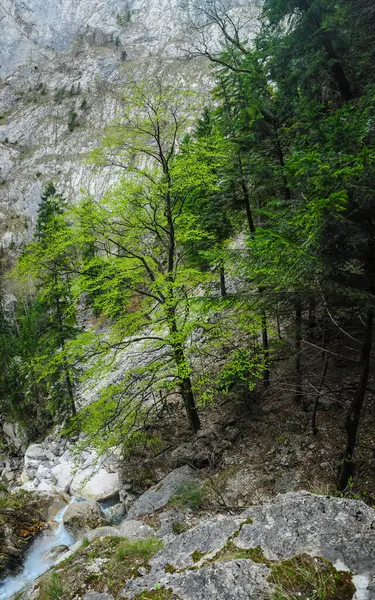 Kayalık bir toprakta büyüyen bir kayın ağacı. Aşınmış kayalar yosun ile kaplanmış. Dağ deresinin kazdığı kanyonun üzerinde dikey bir taş duvar yükseliyor. Carpathia, Romanya.