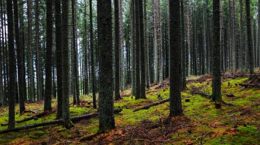 Yoğun bir kozalaklı orman yetiştiren tamamen yosunlarla kaplı eğimli bir tepe. Işık parçacıkları yosunlu zemini aydınlatır büyüleyici bir görsel etki yaratır. Apuseni Massif, Carpathia, Romanya
