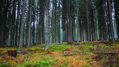 Yoğun bir kozalaklı orman yetiştiren tamamen yosunlarla kaplı eğimli bir tepe. Işık parçaları yosunlu zemini aydınlatır ve büyüleyici bir görsel efekt yaratır. Latorita Massif, Carpathia, Romanya