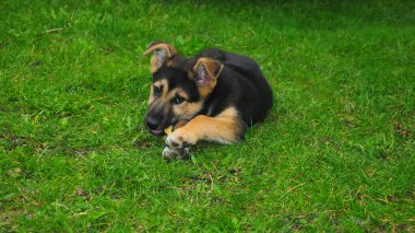 Bir Alman çoban köpeği çimlerin üzerinde yatarken bir sopa çiğniyor.. 