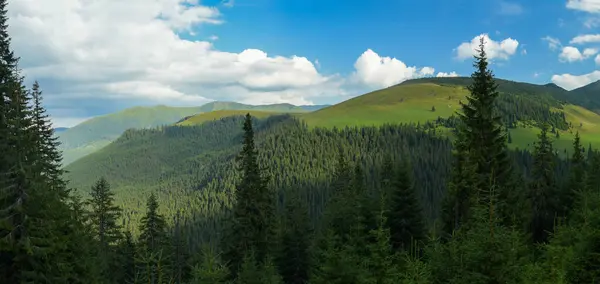 落日的余晖照亮了罗德纳山脉的高山草甸 野生针叶林生长在山坡上 罗马尼亚喀尔巴阡山 — 图库照片