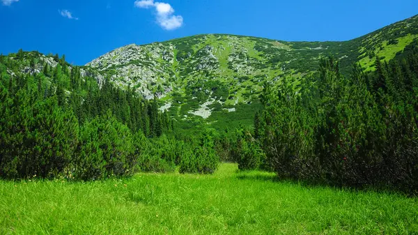 高山松树丛生的高山牧场 Retezat Massif的岩石峰耸立在这一山景之上 罗马尼亚喀尔巴阡山脉 — 图库照片