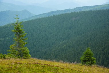 Romanya 'nın Parang Dağları' ndaki ladin ağacı arka planı ve güneşli bir alp otlağı