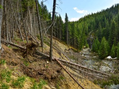 Nehrin aşınmış kıyısında düşen çam ağaçları. Nehir kenarındaki kozalaklı orman eski, kurumuş ağaçlarla doludur. Dağ yenilenmesi, Carpathia, Romanya.