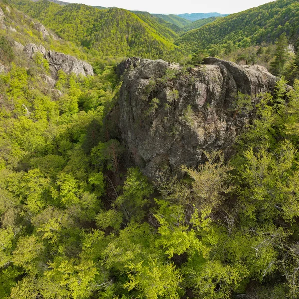 Dağlardaki bir vadide kayın ormanlarıyla kaplı bir hava aracı panoraması. Ağaçlar çiçek açıyor. Vadinin ortasında büyük bir uçurum yükseliyor. Carpathia, Romanya.