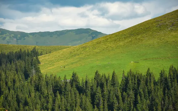 罗德纳山脉高山草原上的夏日落日 罗马尼亚喀尔巴阡山 在森林上方的牧场上可以看到几匹马 — 图库照片