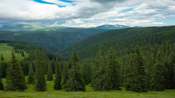 Capatanii山脉的高山草甸 野生常绿森林生长在山坡上 几座山峰耸立在地平线之上 罗马尼亚喀尔巴阡山 — 图库照片