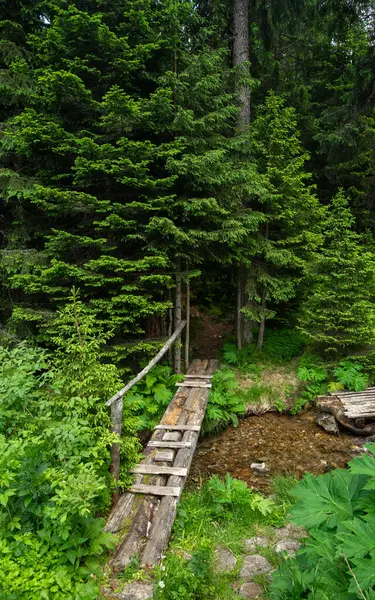 Kozalaklı bir ormanın yanında akan hızlı bir nehri geçen kütüklerden yapılmış tahta bir yaya köprüsünün görüntüsü. Carpathia, Romanya. Yaz mevsiminde, bitki örtüsü boldur..