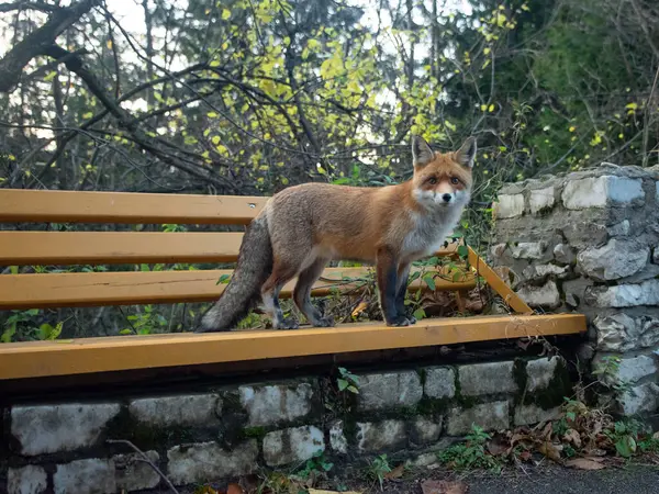 A young fox with furry tail starring at the camera while asking for food. The fox stays on a wooden bench in front of some trees.
