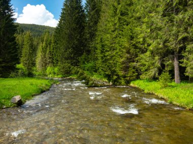 Kozalaklı bir ormanın yakınındaki kayalık bir nehir yatağında akan bir dağ nehri. Temiz tatlı su soğuktur. Yaz zamanı, Carpathia, Romanya.
