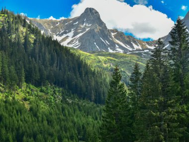 Fagaras Dağlarının keskin, sarp ve karlı dağ zirveleri yeşil kozalaklı bir ormanın ötesindeki güneş ışığıyla aydınlandı. Bahar mevsimi, Carpathia, Romanya.