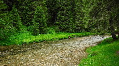 Evergreen kozalaklı ormanlarla çevrili küçük bir dağ deresi. Cennet çayırı yemyeşil otlarla dolup taşıyor. Ialomita Vadisi, Carpathia, Romanya.