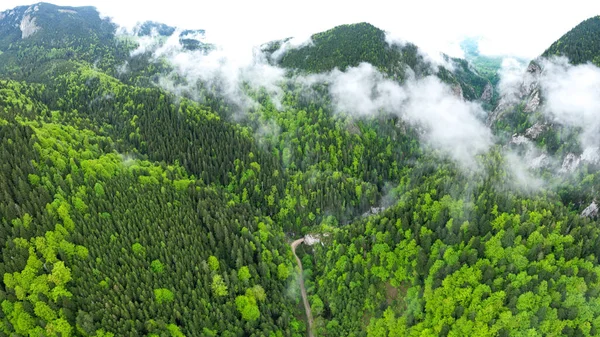 Dar bir kanyonun yukarısında kayın ağaçlarının arasından süzülen hava aracı panoraması. Yağmurlu bir gün. Dağların tepelerinde alçak irtifa bulutları oluşur. Bahar mevsimi, ağaç yaprakları parlak yeşil