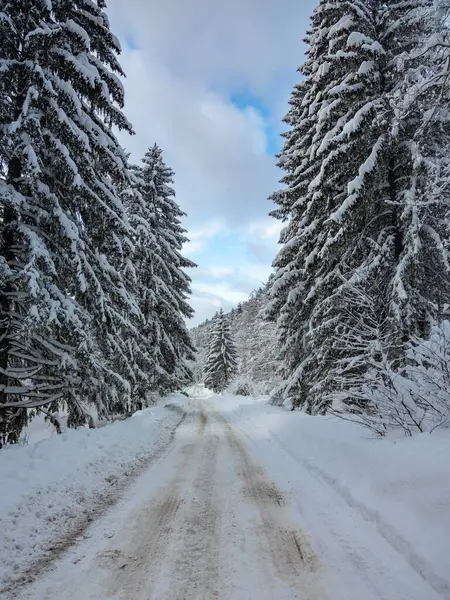 Romanya 'nın Carpathia kentinde kış mevsiminde, bir orman yolu boyunca uzanan kozalaklı ağaçlar karla kaplandı. Gökyüzü açık. Çakıl yolu donmuş..