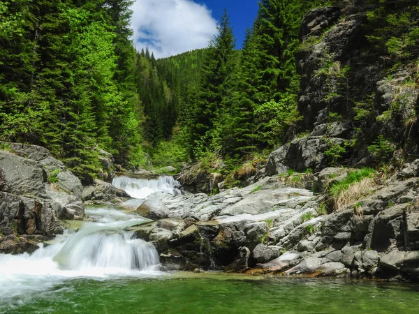 Soğuk bir dağ nehrinin serinletici manzarası hızla dar kayalıklardan akıyor ve çağlayanlar oluşturuyor. Evergreen ormanları kayalık nehir yatağı boyunca büyürler. Latorita Massif, Carpathia, Romanya. 