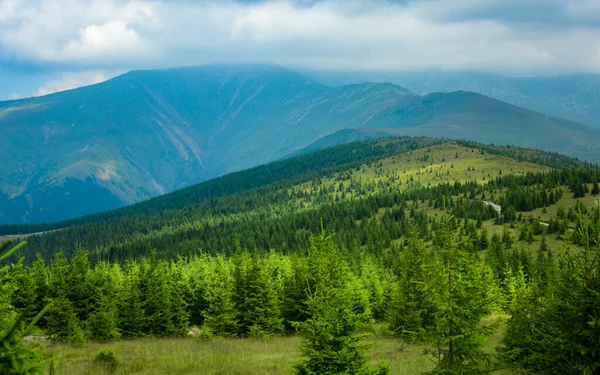 Parang tepesinde fırtına bulutları. Alp çayırları yeşildir. Çayırlarda böğürüyor, kozalaklı ağaçlar büyüyor. Çimenler çiçek açıyor. Carpathia, Romanya.